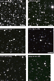 \begin{figure}
\par\includegraphics[bb=0 0 730 730,width=0.78\columnwidth]{1552f...
...cludegraphics[bb=0 0 730 730,width=0.78\columnwidth]{1552f4_6f.eps}
\end{figure}
