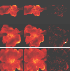 \begin{figure}
\par\includegraphics[width=8.8cm]{new/12535f3.ps}\par\includegrap...
...cm]{new/12535f4.ps}\par\includegraphics[width=8.8cm]{new/12535f5.ps}\end{figure}