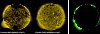 \begin{figure}
\par\includegraphics[width=9cm,clip]{12778fig5.eps}
\end{figure}