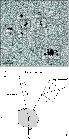\begin{figure}
\par\includegraphics[angle=-90,width=6cm,clip]{13264fg17.eps}\vspace*{3mm}
\includegraphics[angle=-90,width=6cm,clip]{13264fg18.eps}
\end{figure}