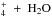 Mathematical equation: \hbox{$_4^+~+~{\rm H}_2{\rm O}$}