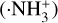 $\left( { \cdot {\rm{NH}}_{\rm{3}}^{\rm{ + }}} \right)$