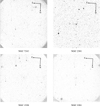 Thumbnail: Fig. 1 Refer to the following caption and surrounding text.