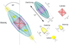 Thumbnail: Fig. 2 Refer to the following caption and surrounding text.