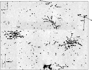 \begin{figure}
\par\includegraphics[width=16.3cm,clip]{1096pm5.eps}
\end{figure}